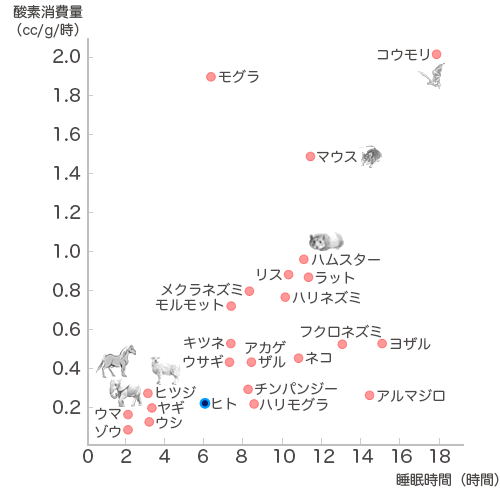 酸素消費量と睡眠量