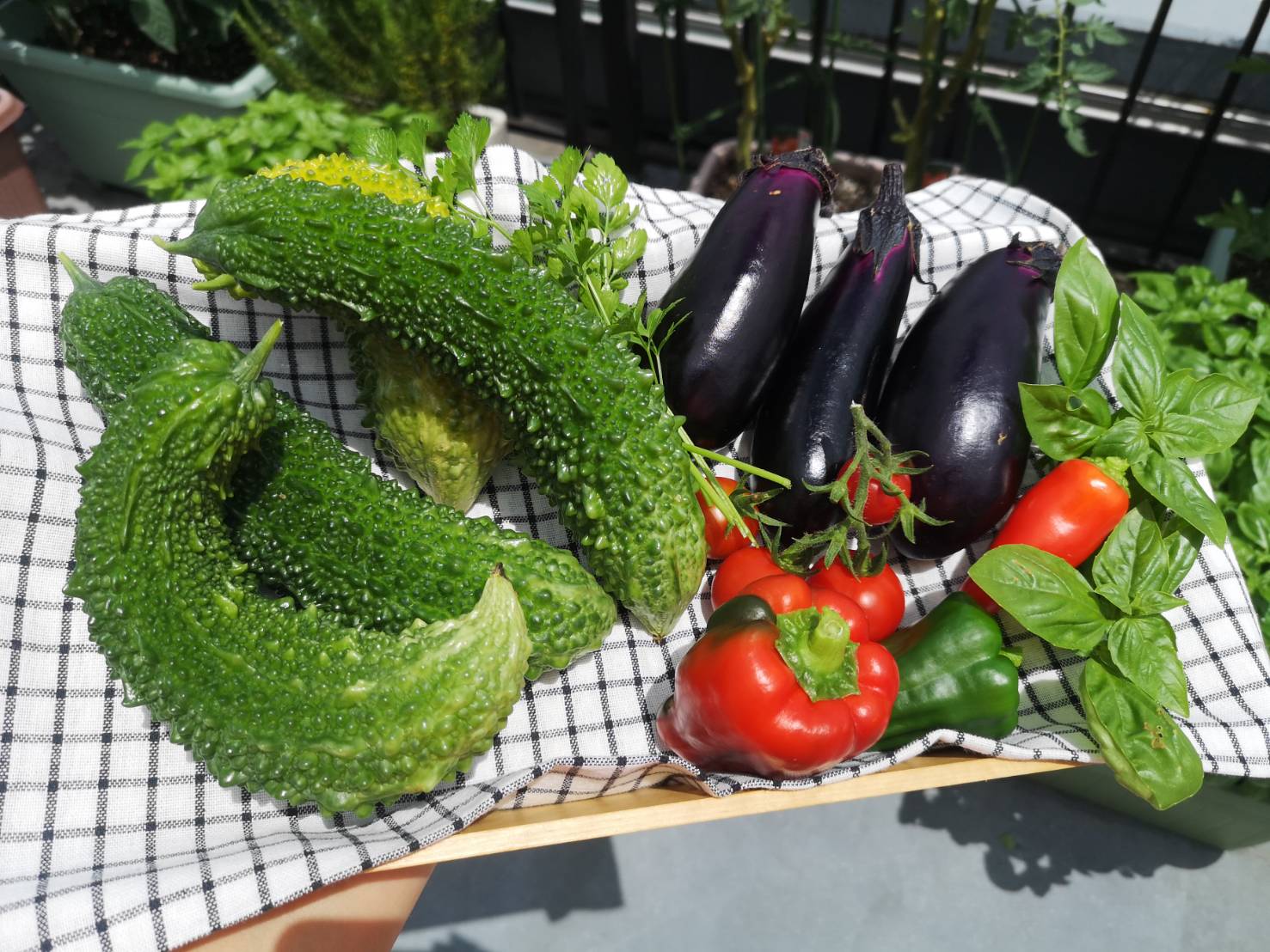 採れたての野菜は、みずみずしくて艶やか