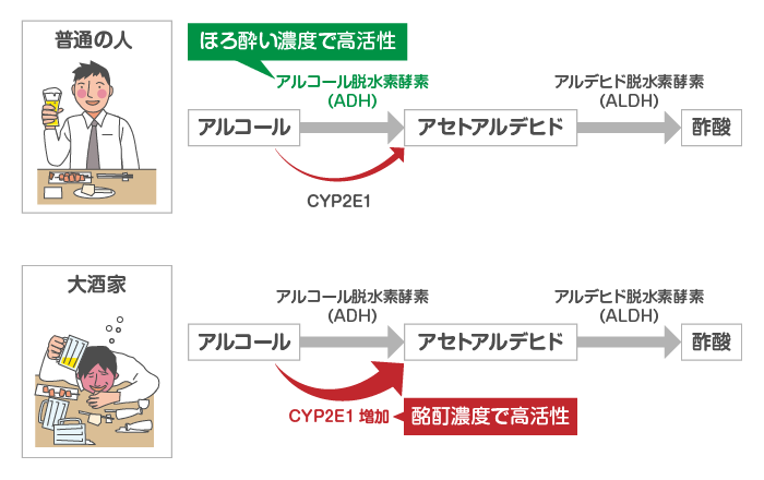 大酒家でアルコール代謝速度が速くなるメカニズム