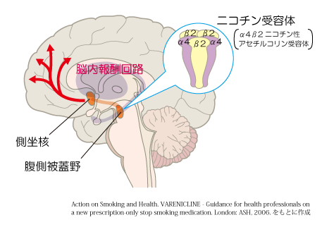 ニコチン依存症のメカニズム