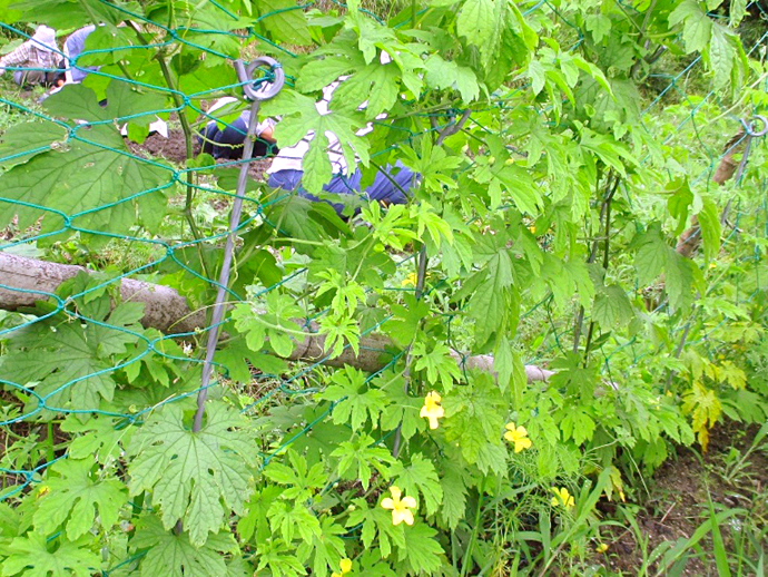【京都府 精華町】せいか健康づくりプロジェクト「わくわく健康里山の会」
