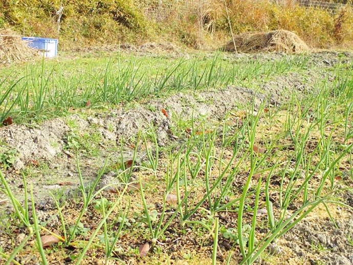 【京都府 精華町】せいか健康づくりプロジェクト「わくわく健康里山の会」活動報告