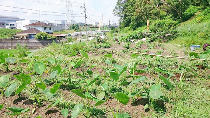 【京都府 精華町】せいか健康づくりプロジェクト「わくわく健康里山の会」