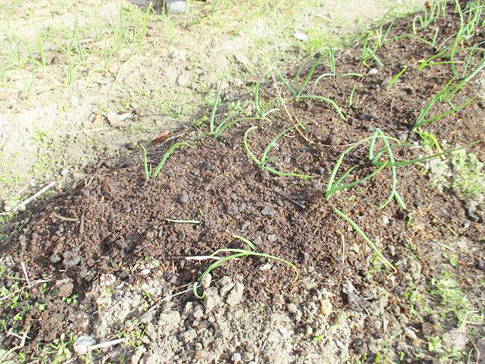 【京都府 精華町】せいか健康づくりプロジェクト「わくわく健康里山の会」活動報告