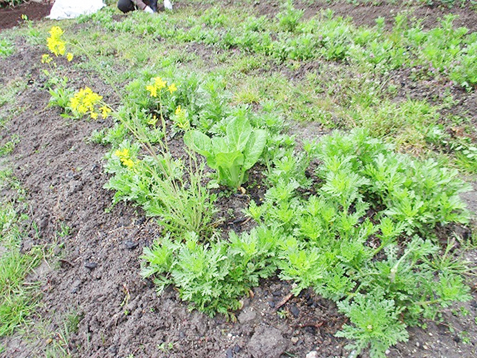 【京都府 精華町】せいか健康づくりプロジェクト「わくわく健康里山の会」活動報告