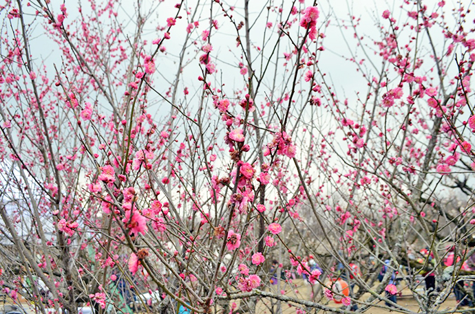 【京都府 精華町】せいか健康づくりプロジェクト「いきいき健康ウォーク」活動報告